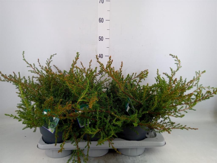 <h4>Juniperus communis 'Repanda'</h4>