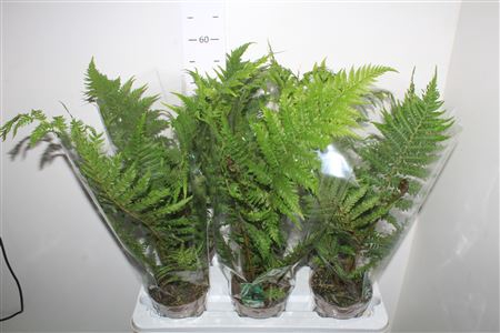 <h4>Cyathea Australis</h4>