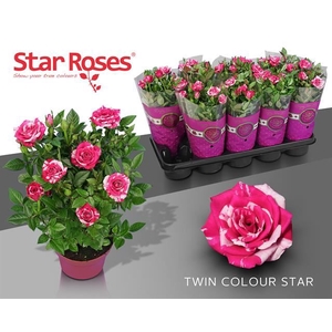 Rosa Tunesie Twin Colour Star