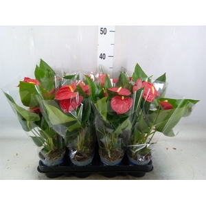 Anthurium andr. 'Karma Red'