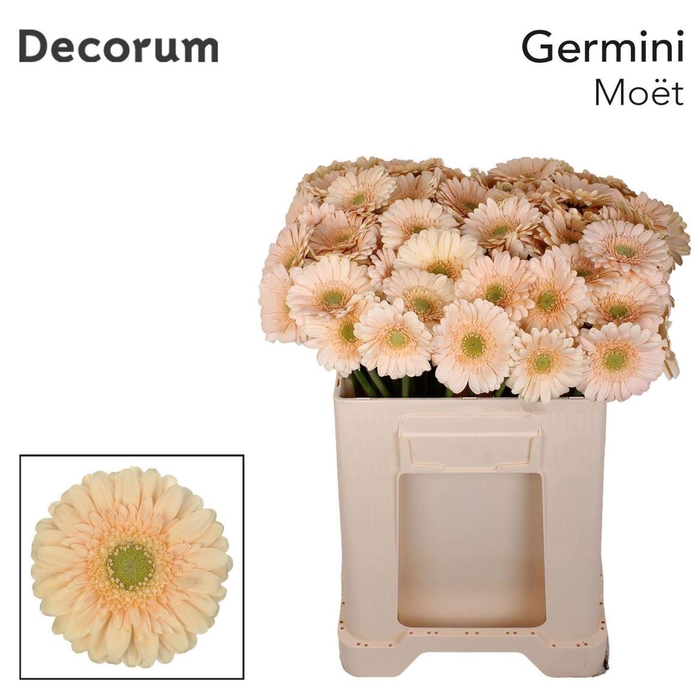 <h4>Ge Mi Moet 07 CM,(NL),(20)</h4>