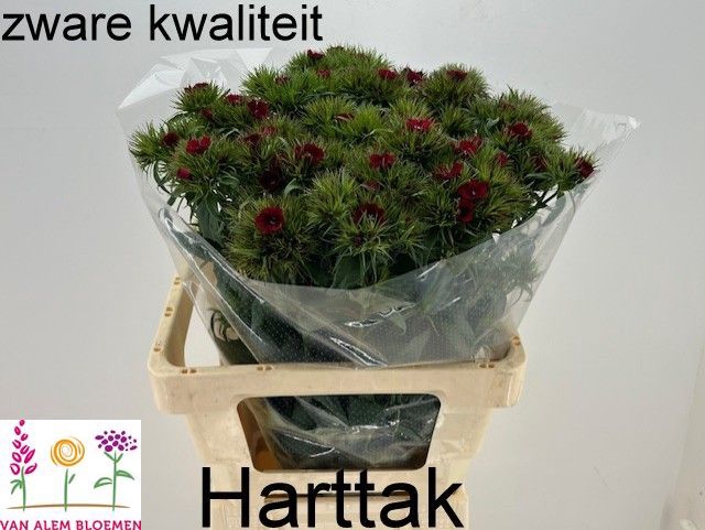 <h4>DI BARB S WILL RED</h4>