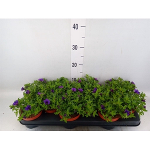 Calibrachoa  'Minifam Dk Blue'
