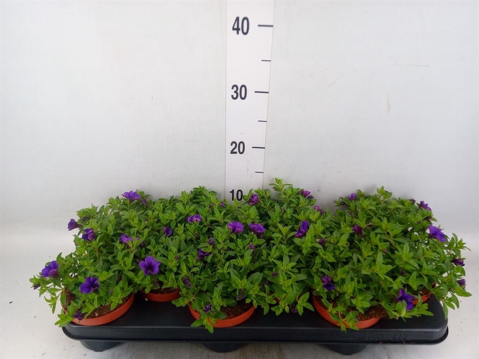 <h4>Calibrachoa 'Minifam Dk Blue'</h4>