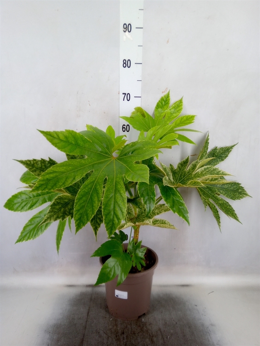 Fatsia japonica 'Variegata'