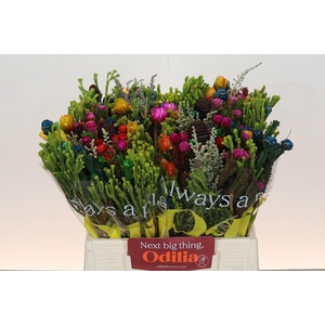 BQ Kaaps Groen Mandarin