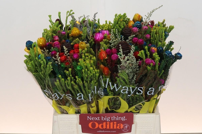 <h4>BQ Kaaps Groen Mandarin</h4>