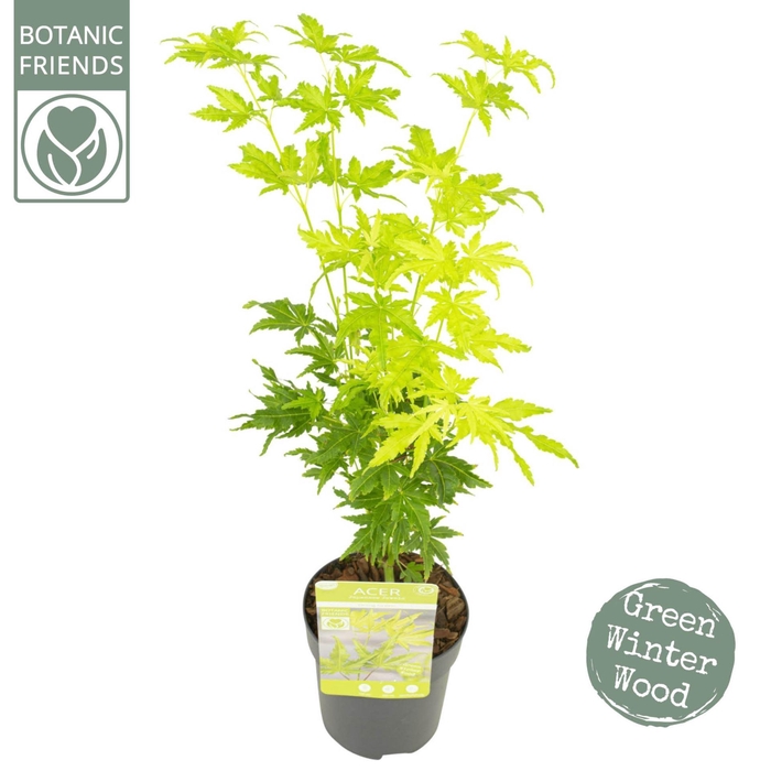 <h4>Acer palmatum</h4>