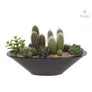 Schaal zink antraciet bootvorm pot met cactus en succulenten