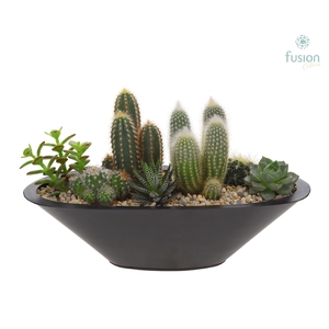 Schaal zink antraciet bootvorm pot met cactus en succulenten