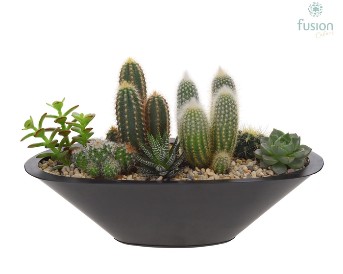 <h4>Schaal zink antraciet bootvorm pot met cactus en succulenten</h4>