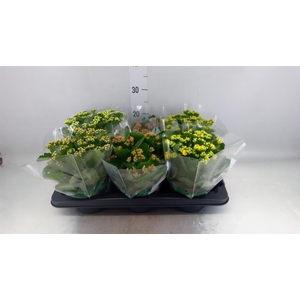 Kalanchoe blos. 'Rosalina'  ..mix 6