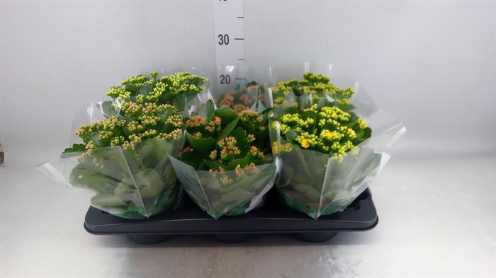 <h4>Kalanchoe blos. 'Rosalina'  ..mix 6</h4>