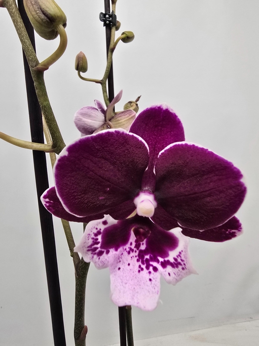 <h4>Limited 22 week 19</h4>