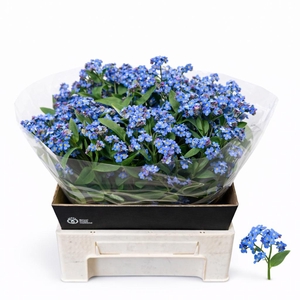 MYOS AL BLUE MEMORY