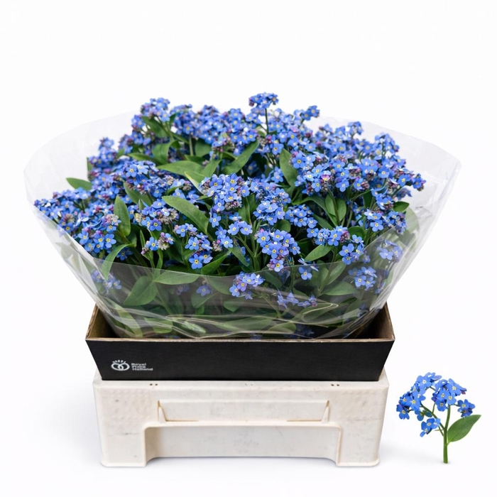 <h4>MYOS AL BLUE MEMORY</h4>