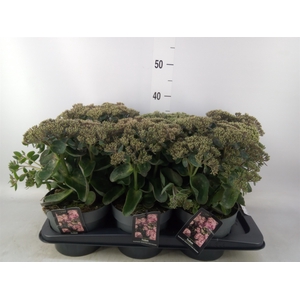 Sedum telep. 'Seduct Pink Passion'