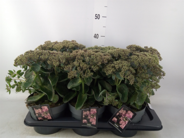 <h4>Sedum telep. 'Seduct Pink Passion'</h4>