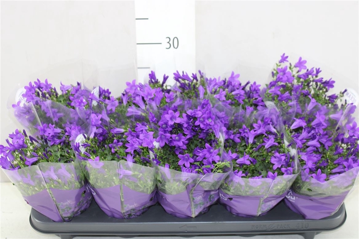 Campanula Port Ocean Blue In Hoes