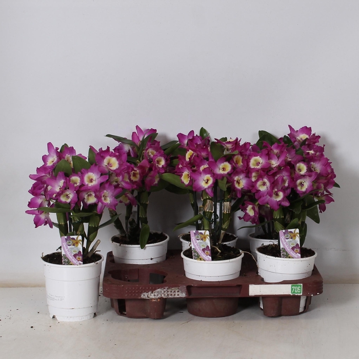 <h4>DEND NOBILE</h4>