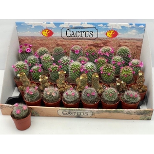 CACTUS BLOEIEND