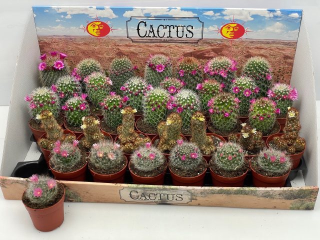 <h4>CACTUS BLOEIEND</h4>