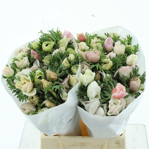 Anem Mistral White Super