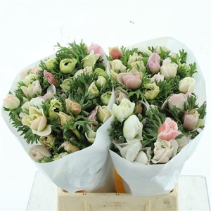 Anem Mistral White Super