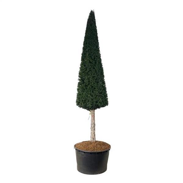 <h4>Taxus baccata</h4>