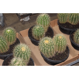 CACTUS ECHINOCACTUS GRUSONII C28