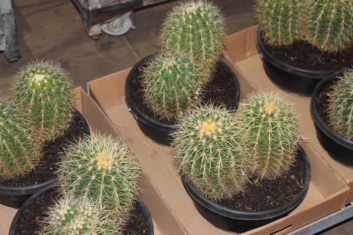 CACTUS ECHINOCACTUS GRUSONII C28