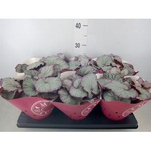Begonia BD 'Hawaiian Silver'
