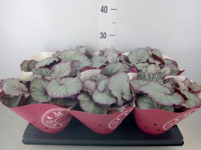 <h4>Begonia BD 'Hawaiian Silver'</h4>