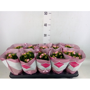 Kalanchoe blos. 'Favor Bella Rosa'