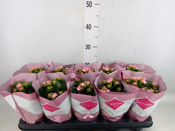 <h4>Kalanchoe blos. 'Favor Bella Rosa'</h4>