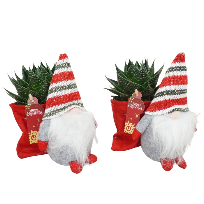 <h4>Aloe Cosmo Kerstgnoom</h4>