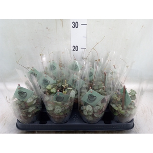 Ceropegia woodii ssp. woodii