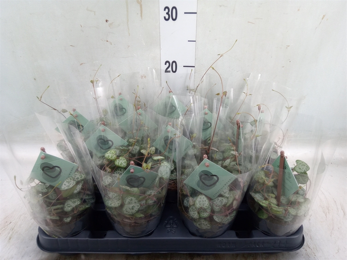 <h4>Ceropegia woodii ssp. woodii</h4>