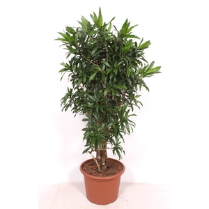 Dracaena Reflexa