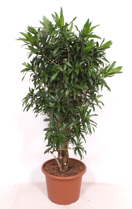 <h4>Dracaena Reflexa</h4>