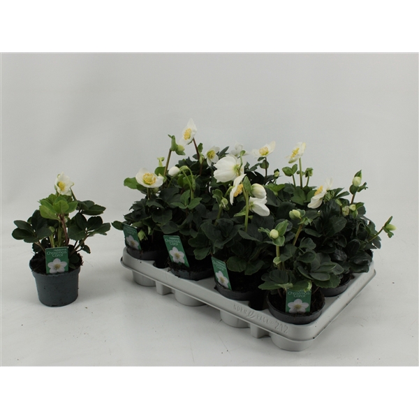 <h4>Helleborus Christmas Carol L 9CM</h4>