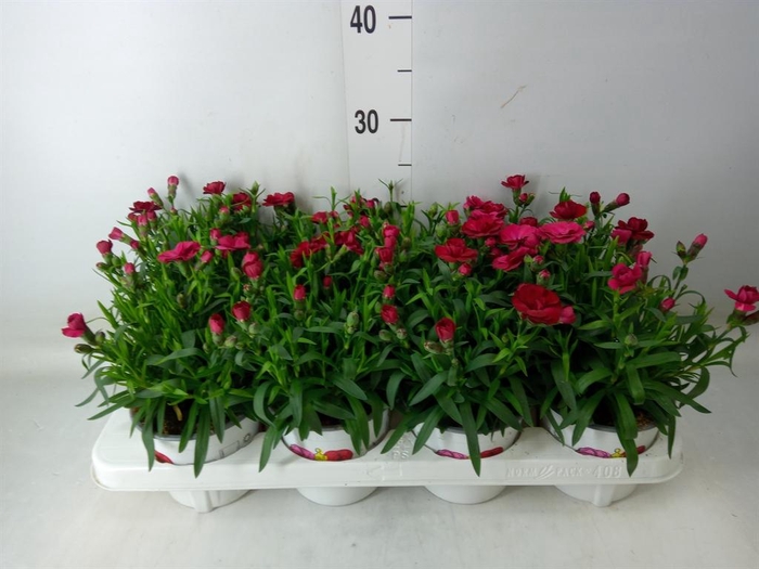 <h4>Dianthus  'Oscar Cherry'</h4>