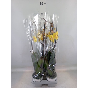 Phalaenopsis  'Manta Palau'