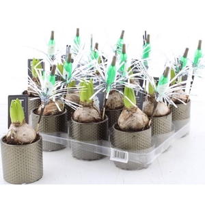 ARR HYACINTH NY EVE X12