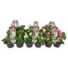 <h4>6 pack  mix</h4>