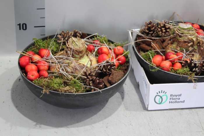 <h4>ARR HIPPEASTRUM</h4>