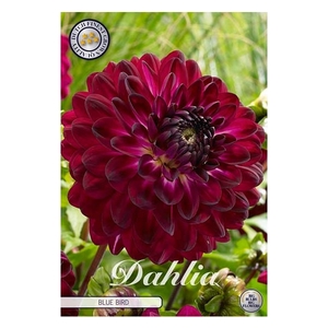 Dahlia Blue Bird x1 l