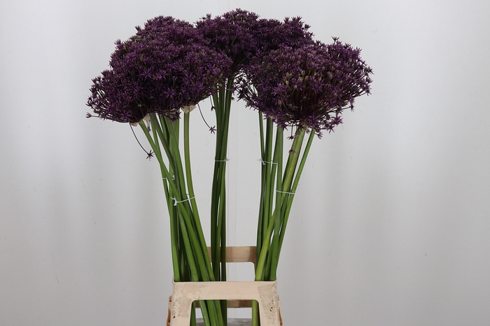 <h4>Allium Cherry</h4>