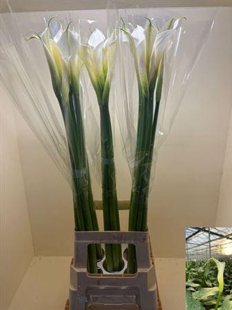 <h4>Zant Ae Innocence</h4>