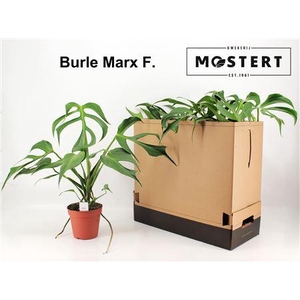 Monstera Burle Marx F